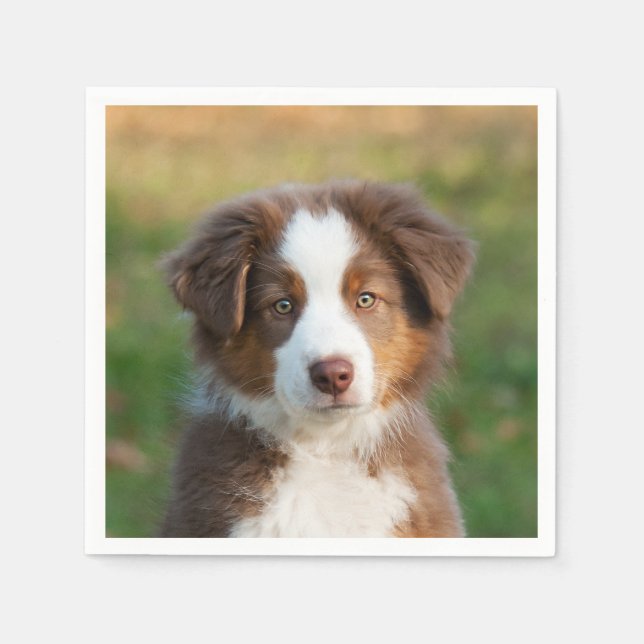 Cute Red Tri Australian shepherd Hund Puppy Photo  Pappersservett (Framsidan)