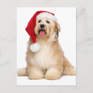 Cute Reddiska Sitta jul Havanese Puppy Helg Vykort