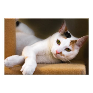 Cute-relaxering av vit Calico Cat Photo Print Fototryck