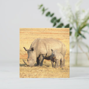 Cute rhinoceros i afrika