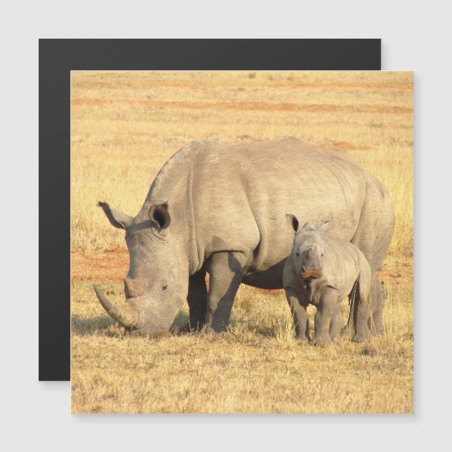 Cute rhinoceros i afrika (Fram/baksida)