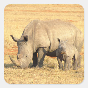 Cute rhinoceros i afrika fyrkantigt klistermärke