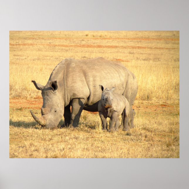 Cute rhinoceros i afrika poster (Framsidan)