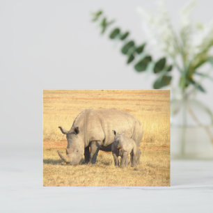 Cute rhinoceros i afrika vykort