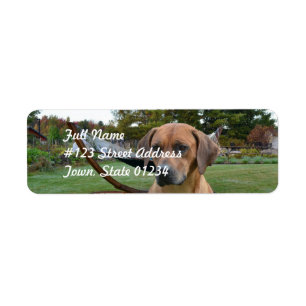 Cute Rhodesian Ridgeback Returadress Etikett
