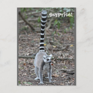 Cute Ring-Tails Lemur Photo Vykort