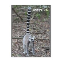 Cute Ring-Tails Lemur Photo
