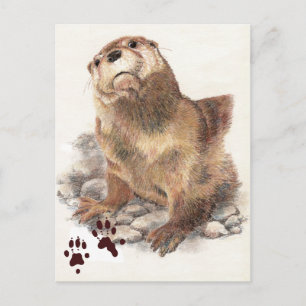 Cute River Otter, Animal and Tracks, Natue Vykort