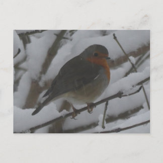 Cute Robin Close Up in Snow DIY Postcard Helg Vykort