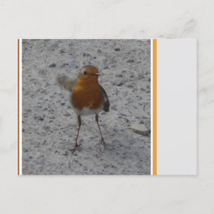 Cute Robin DIY-vykort Vykort