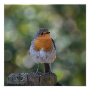 Cute Robin Fototryck
