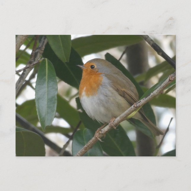 Cute Robin & Grönt Löv DIY-vykort Vykort (Framsida)