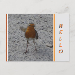 Cute Robin HEJ-vykort Vykort