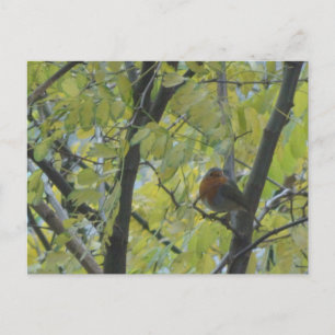 Cute Robin i Träd DIY-vykort Vykort