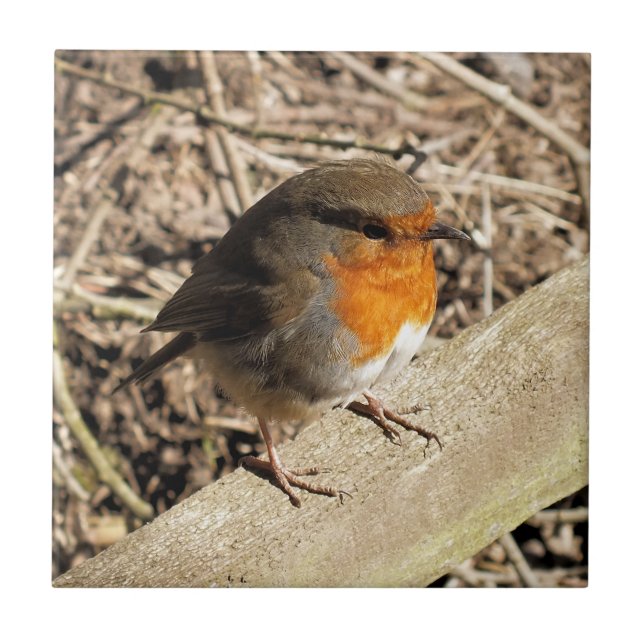 CUTE ROBIN KAKELPLATTA (Framsidan)