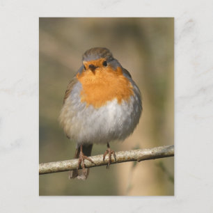 Cute Robin stäng DIY-vykort Vykort