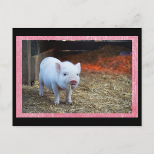 Cute Rosa Piglet Postcross-vykort Vykort