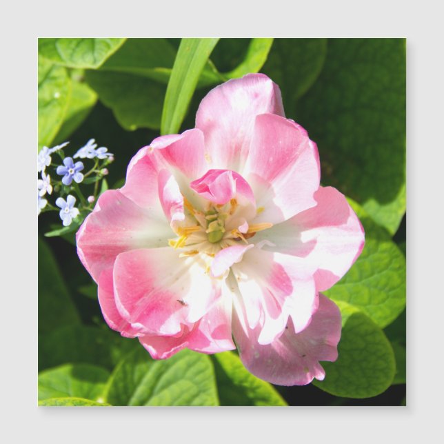 Cute rosa tulip (Framsida)
