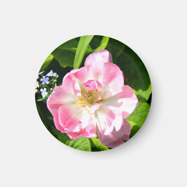 Cute rosa tulip magnet (Framsidan)