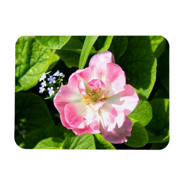 Cute rosa tulip magnet (Horisontell)