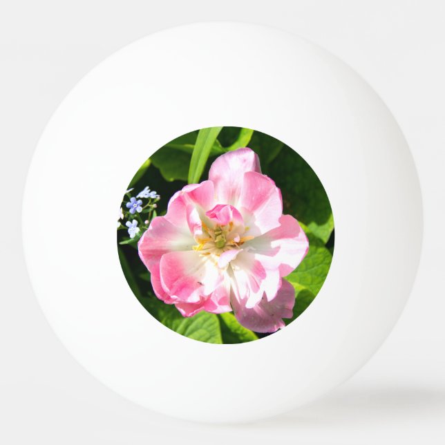 Cute rosa tulip pingisboll (Framsidan)