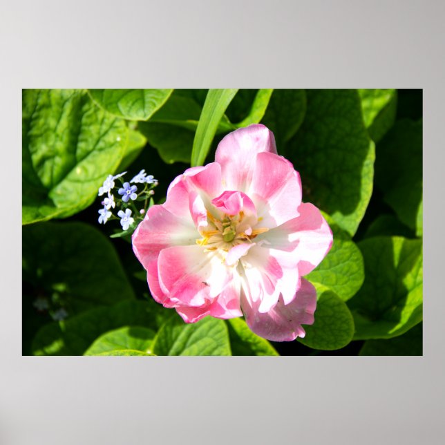 Cute rosa tulip poster (Framsidan)