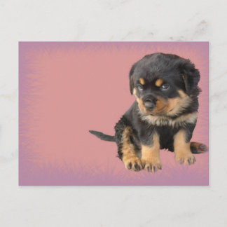 Cute Rottweiler Birthday Vykort
