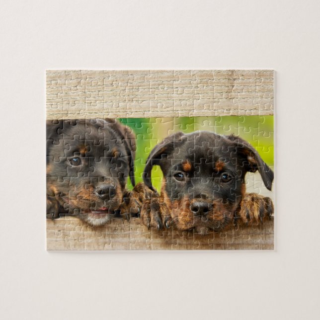 Cute Rottweiler Puppies Hund Animal Nature Pussel (Horisontell)