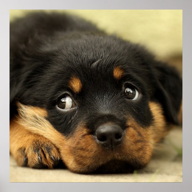 Cute rottweiler puppy poster (Framsidan)