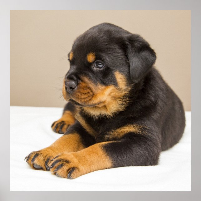 Cute rottweiler puppy poster (Framsidan)