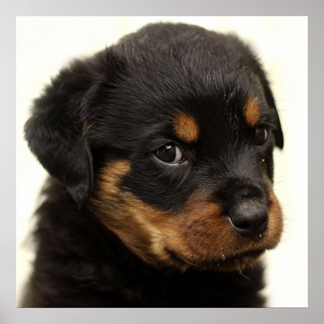 Cute rottweiler puppy poster (Framsidan)