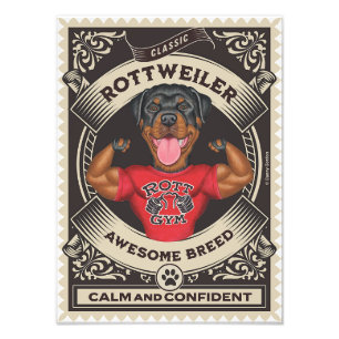 Cute Rottweiler Rottie with Muscles Fototryck