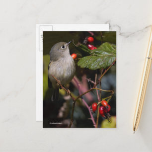 Cute Ruby-Crowned Kinglet Songbird på Bush Vykort