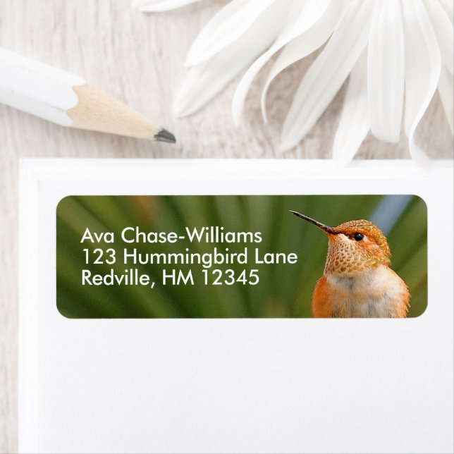 Cute Rufous Hummingbird i vila Returadress Etikett (Insitu)