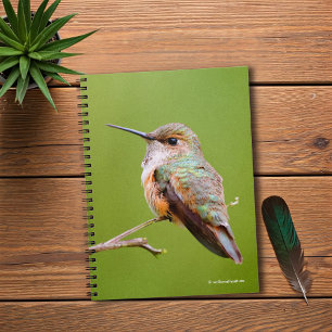 Cute Rufous Hummingbird på California Lilac Anteckningsbok Med Spiral