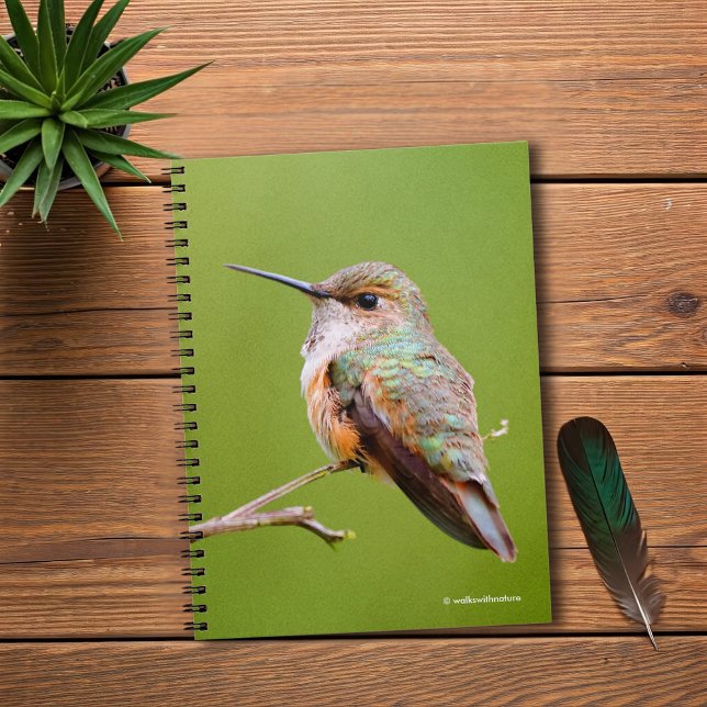 Cute Rufous Hummingbird på California Lilac Anteckningsbok Med Spiral (Rufous Hummingbird on the California Lilac Journal Cover Photo)
