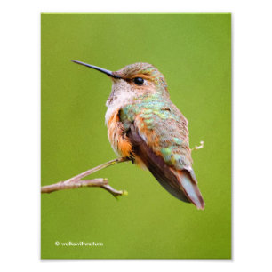 Cute Rufous Hummingbird på California Lilac Fototryck