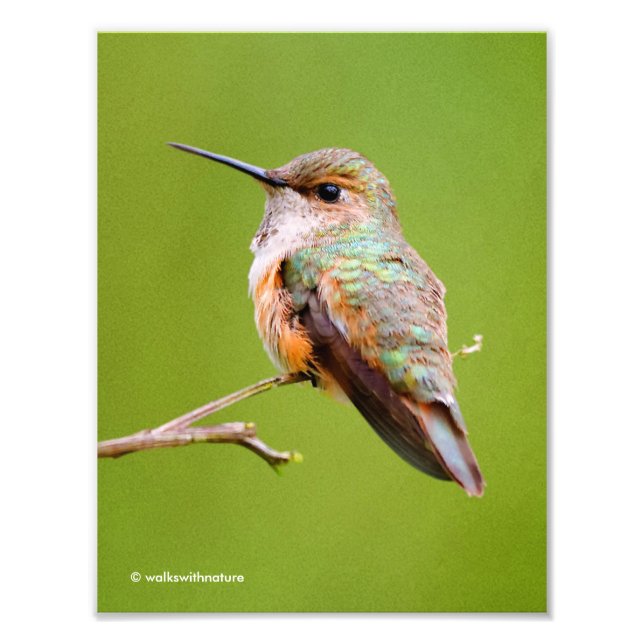 Cute Rufous Hummingbird på California Lilac Fototryck (Framsidan)