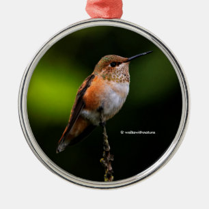 Cute Rufous Hummingbird på Fruit Träd Julgransprydnad Metall