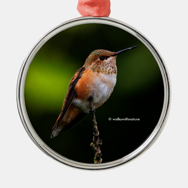Cute Rufous Hummingbird på Fruit Träd Julgransprydnad Metall (Framsidan)
