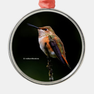 Cute Rufous Hummingbird på Fruit Träd Julgransprydnad Metall