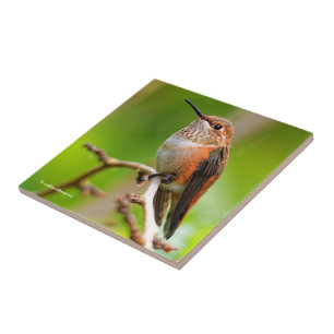 Cute Rufous Hummingbird på Plum Träd Gren Kakelplatta