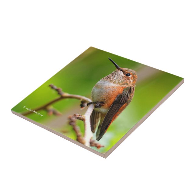 Cute Rufous Hummingbird på Plum Träd Gren Kakelplatta (Sidan)