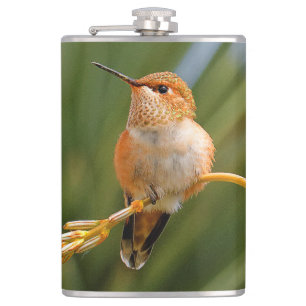 Cute Rufous Hummingbird Perched on Flower Fickplunta