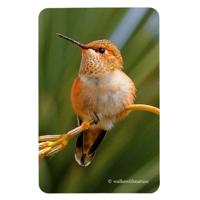 Cute Rufous Hummingbird Perched on Flower Magnet (Vertikal)
