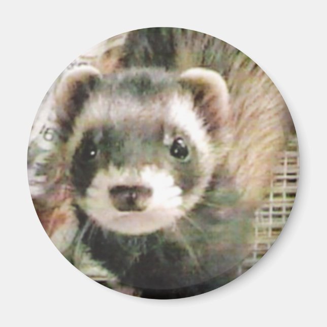Cute Sable Ferret Magnet (Framsidan)