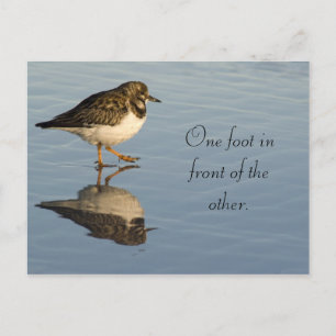 Cute Sadpiper Bird Motivity Postcard Vykort