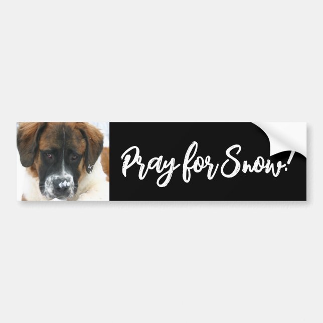 Cute Saint Bernard Pray för Snö! Bumper Sticker Bildekal (Framsidan)