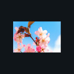 Cute Sakura Flowers Open to Vår Sunshine Canvastryck<br><div class="desc">En massa söta sakurablommor av ömma rosa färg mot blå himmel. Körsbärets blommar är öppna för solljus och mjuk vår zephyr. En extra-stor digital målning från ett foto. blommigten i fantastisk sträckte ut kanvastrycket för att dekorera ställe eller för att användas som gåva på bröllop, födelsedagar, babyduschar eller något annat...</div>