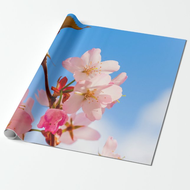 Cute Sakura Flowers Open to Vår Sunshine Presentpapper (Utrullad)